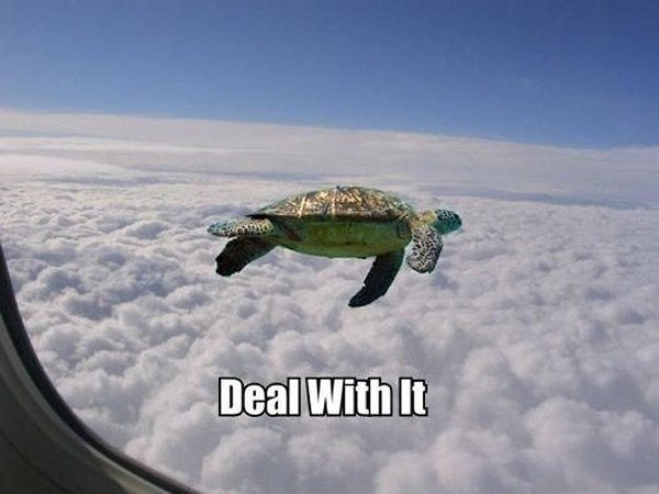 a_baa_Flying_Turtle_Deal_with_it.jpg