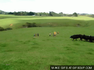 cow-stampede-o.gif