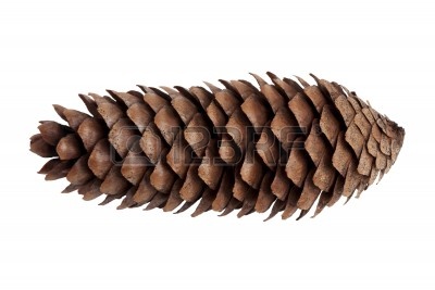 11387627-dry-brown-elongated-pine-cone-on-white-background.jpg