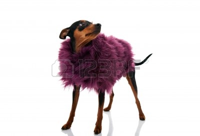 10279081-cute-fashion-little-dog-in-pink-coat-miniature-pinscher-isolated-on-white-background.jpg