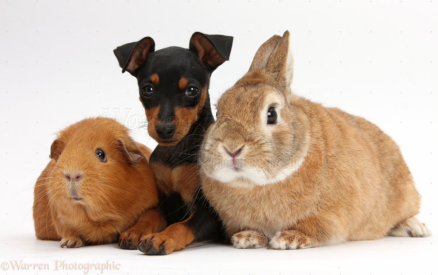 36075-Miniature-Pinscher-puppy-rabbit-and-Guinea-pig-white-background.jpg