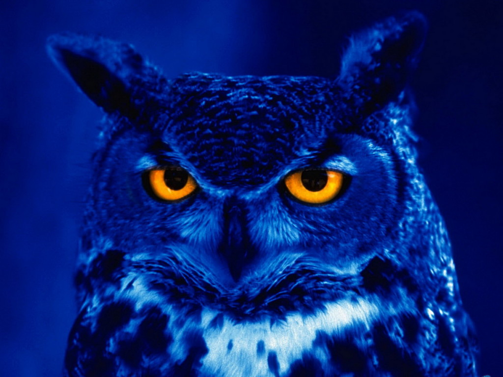 night-owl.jpg