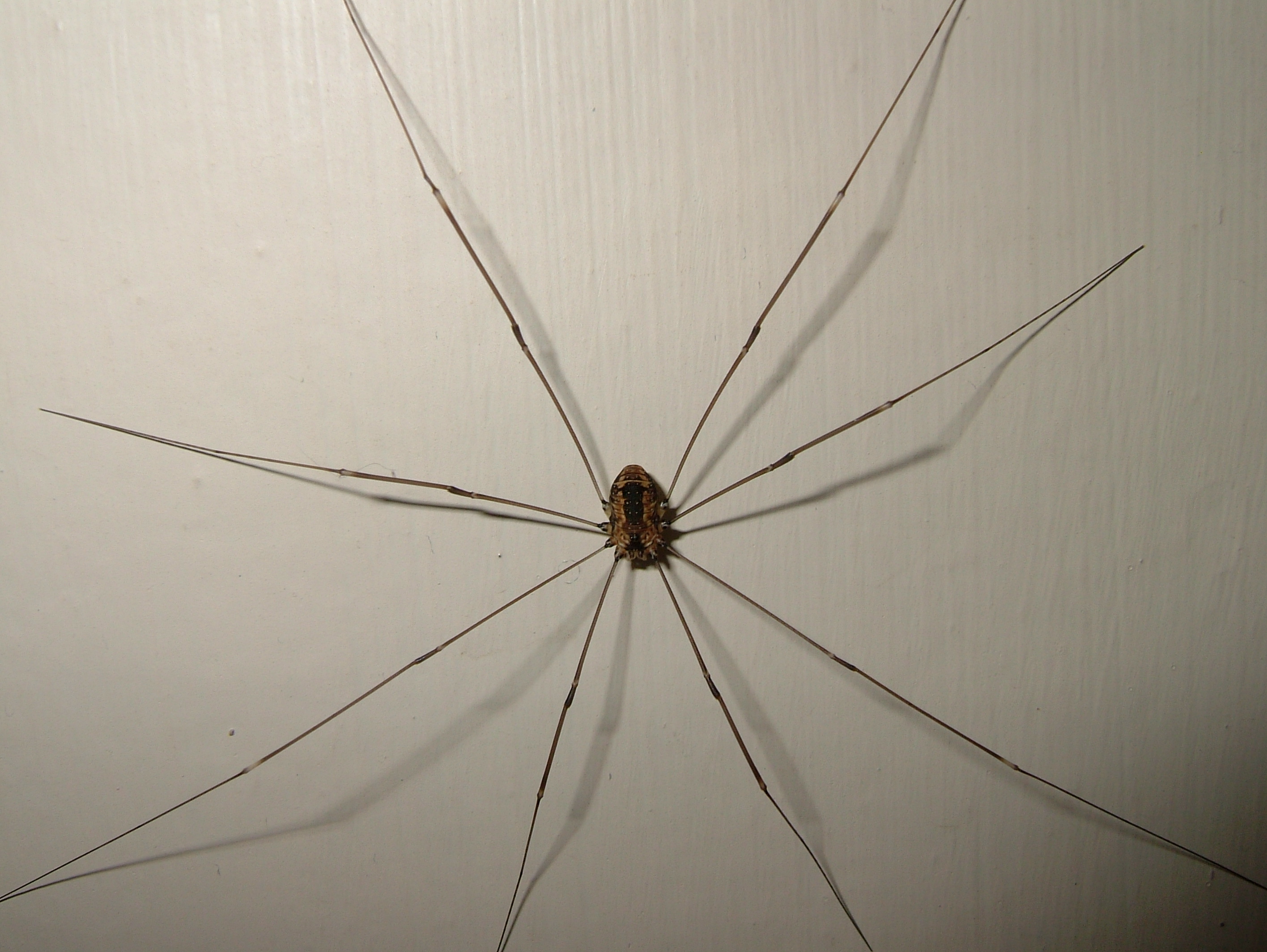 daddy_long_leg_spider_harvestman_picture_1.JPG