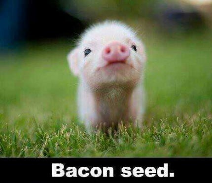 Bacon-Seed.jpg