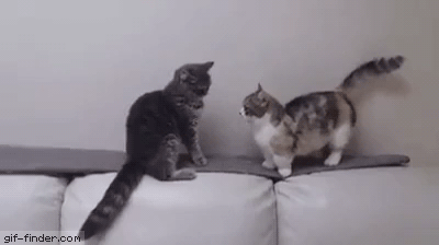 calm-down-gif-finder-8211-find-and-share-funny-animated-gifs.gif