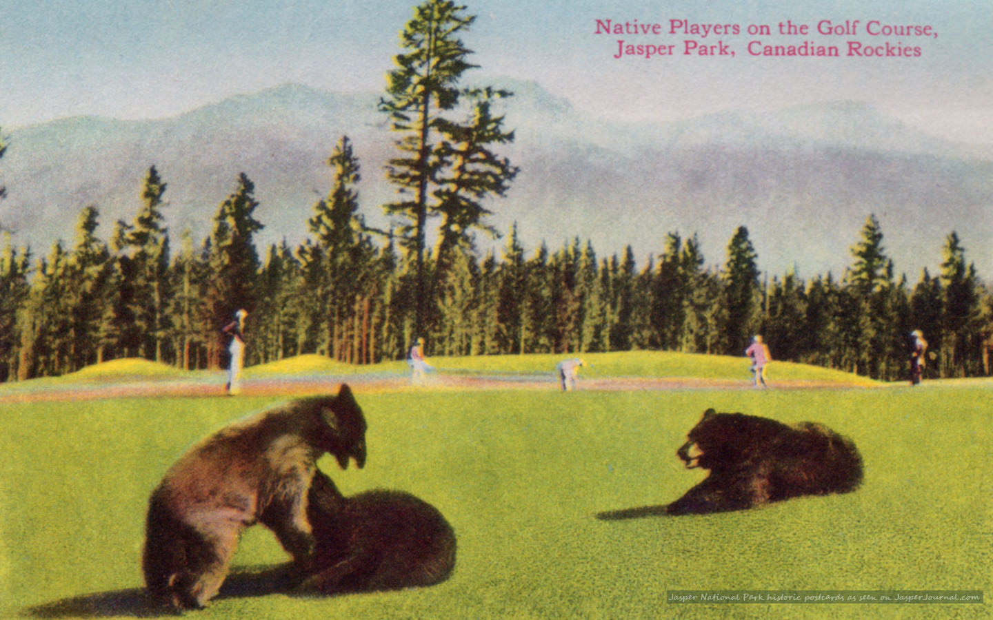 jasper-national-park-golfing-bears-1440x900.jpg