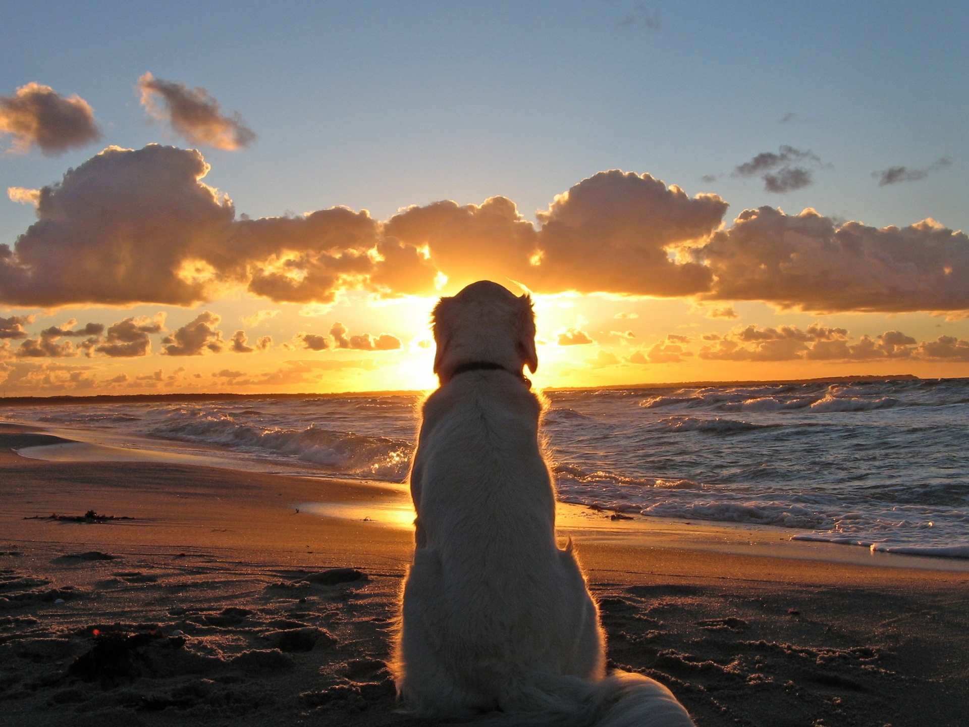 Dog-watch-Sunset-1920x1440.jpg
