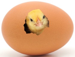 chicken-eggs-baby-chick-in-shell.jpg