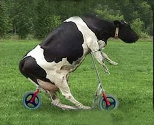 cow-riding-bike.jpg