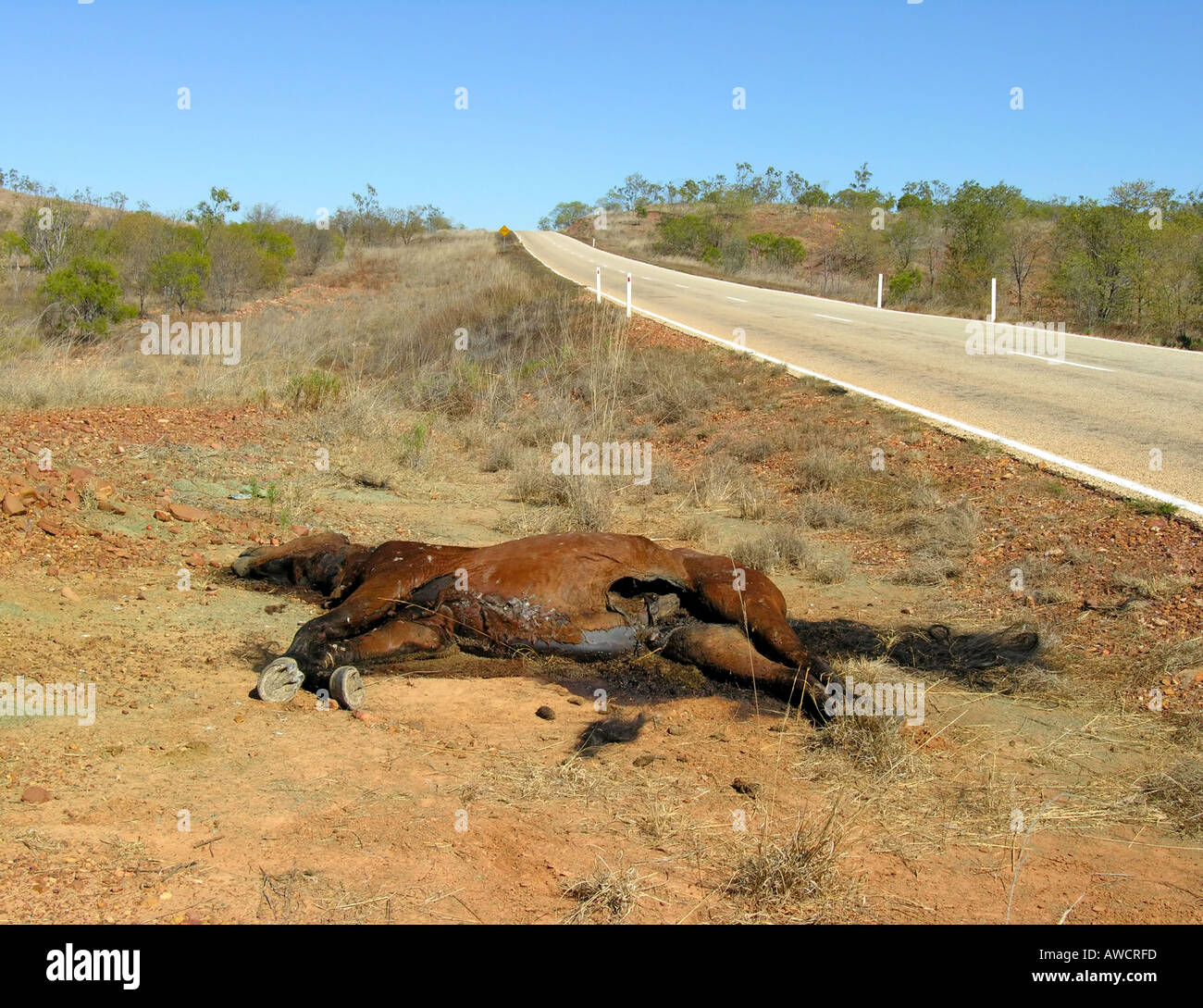 dead-horse-along-the-road-to-borroloola-AWCRFD.jpg