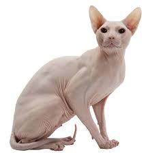 Image result for hairless cat