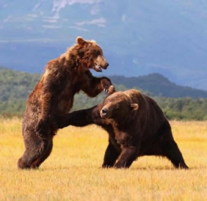 nut-punch-bear.jpg