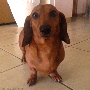 the-happiest-little-dachshund