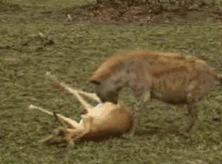 funny-gif-cheetah-hyena-fight-deer.gif