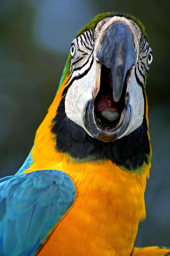 parrot-squawking-carolyn-marshall.jpg