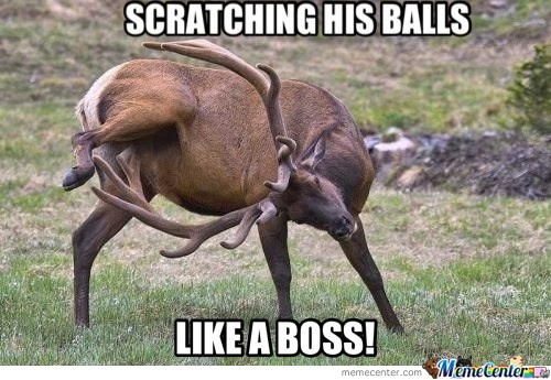 deer-scratching-his-balls_o_1520217.jpg