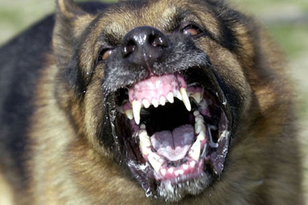 angry-dog.jpg