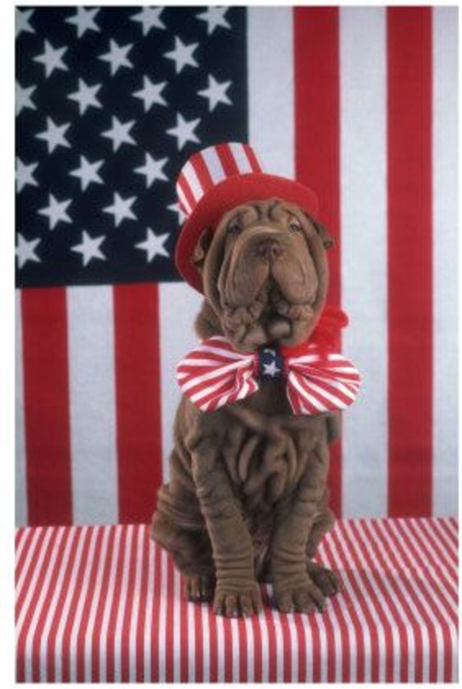 entertainment-2013-07-patriotic-puppy-6-main.jpg