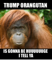thumb_trump-orangutan-is-gonna-be-huuuuuuge-i-tell-ya-%3Cp%3Eall-33682510.png