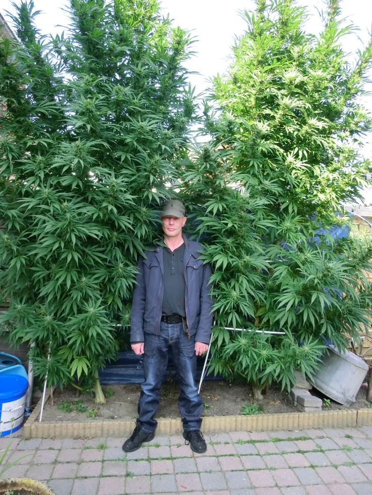 Высшие сорта марихуаны садовые растения купить